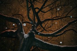  Thomas Pirot Photography